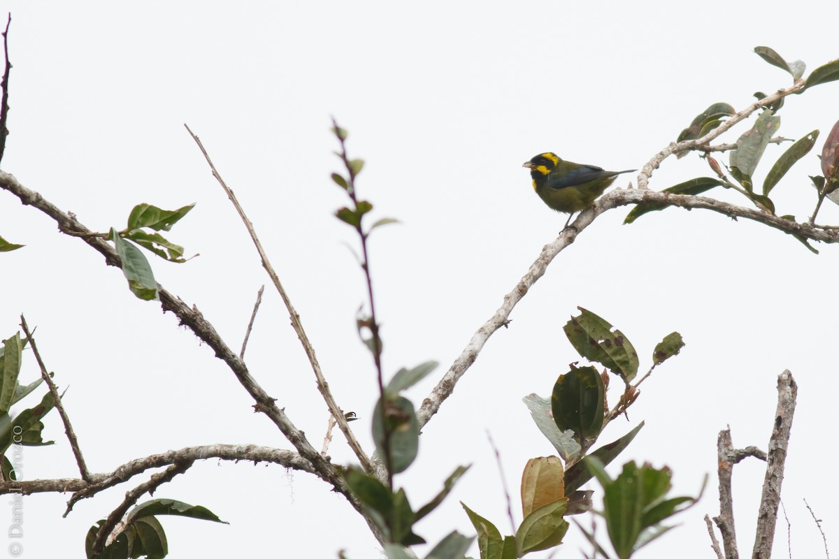 Gold-ringed Tanager - ML31311701