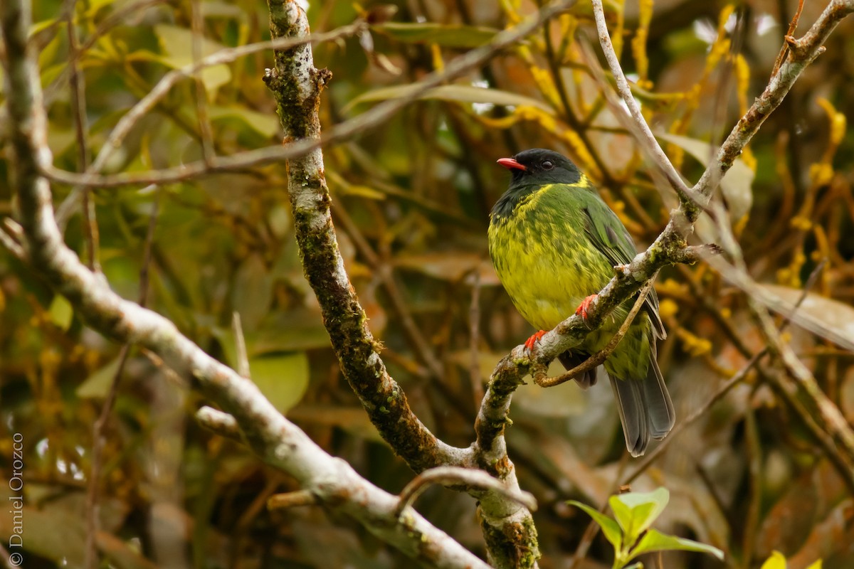 Cotinga vert et noir - ML31311731