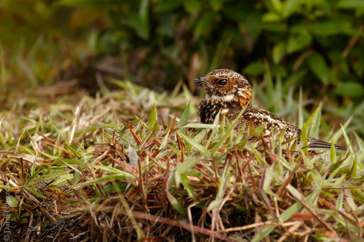 Swallow-tailed Nightjar - Daniel Orozco Montoya