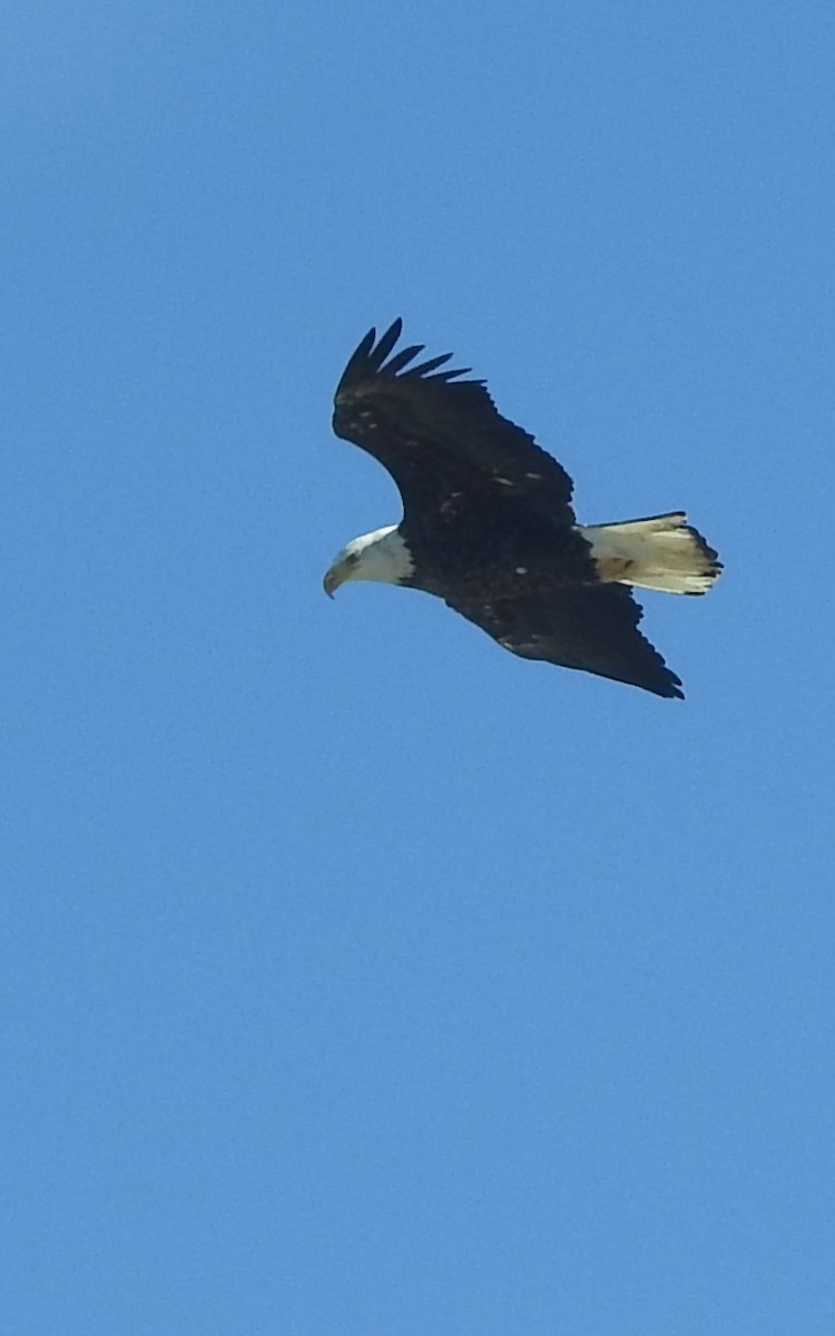 Bald Eagle - ML313118251