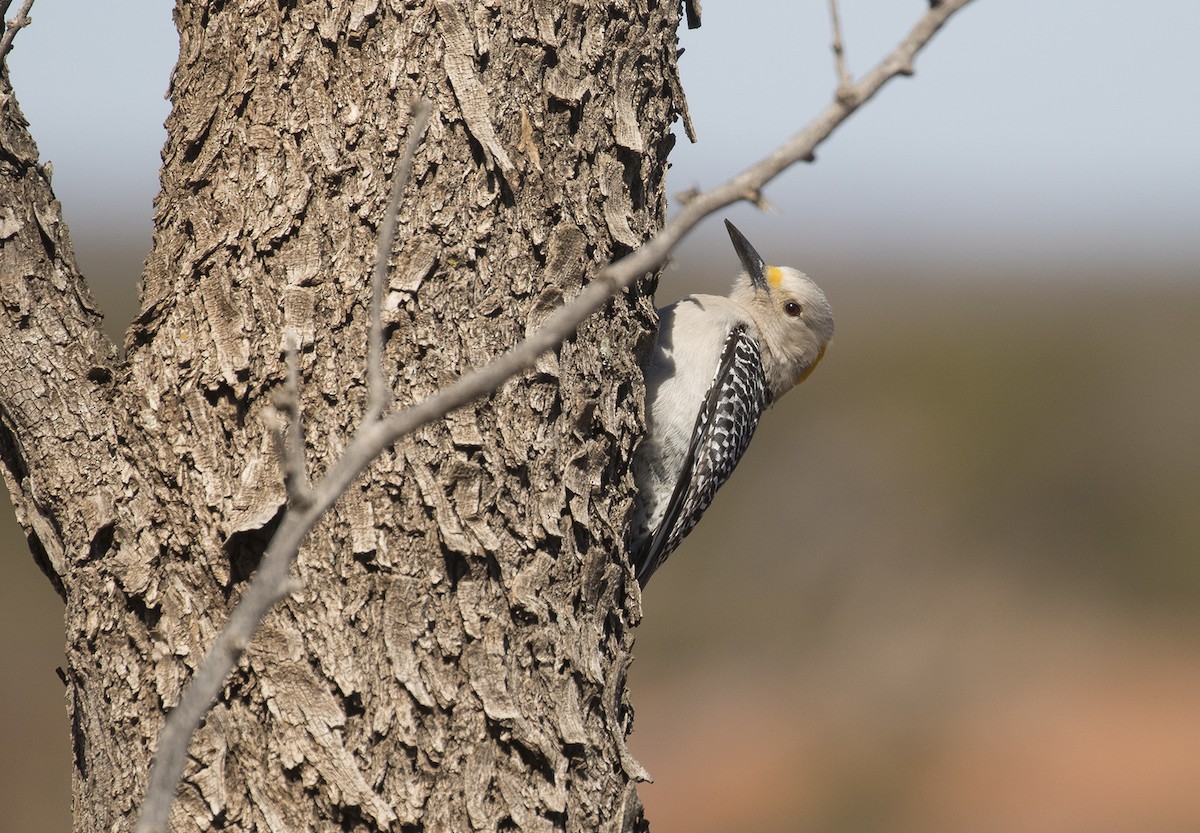 mesquitespett - ML313118391