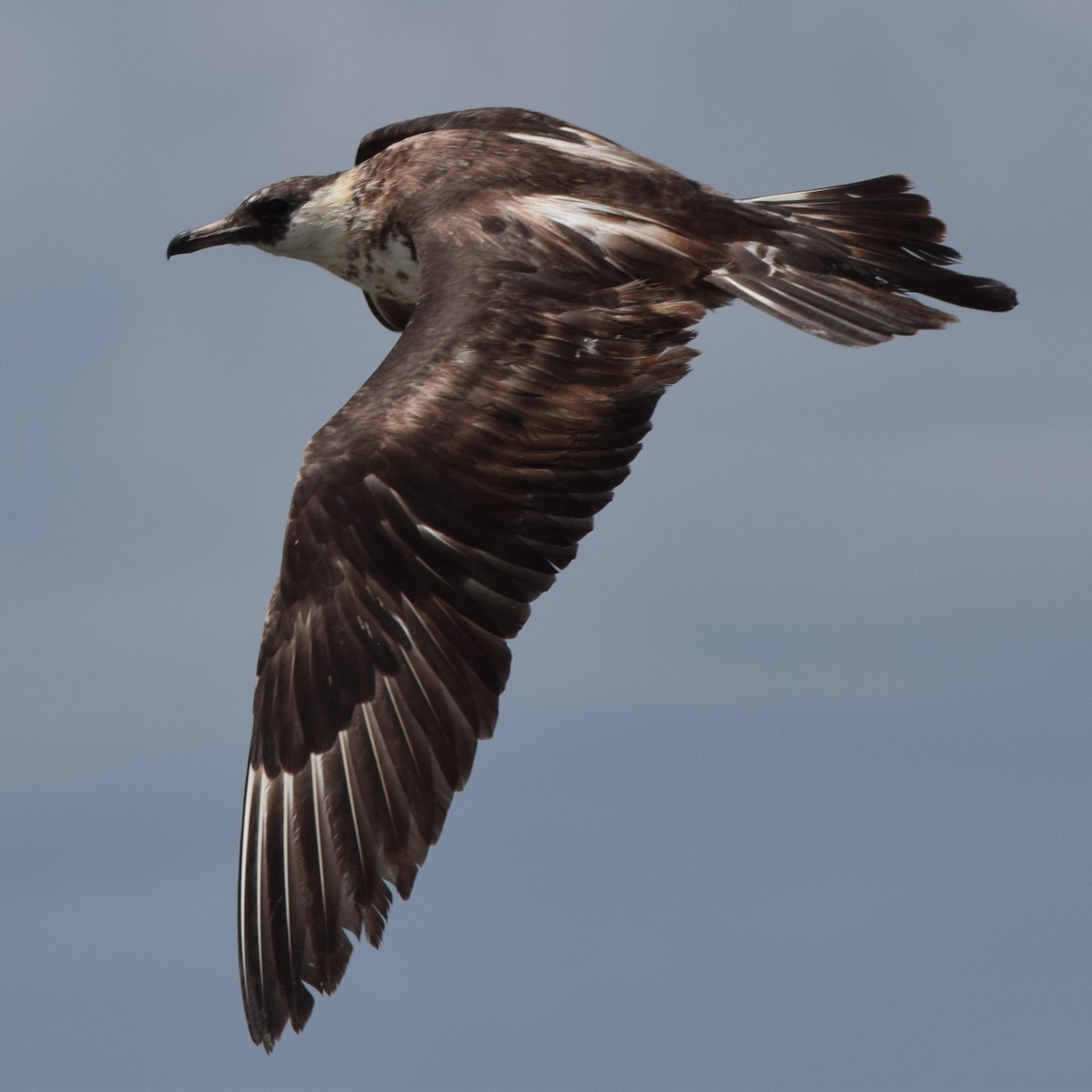 Pomarine Jaeger - Paul Conover