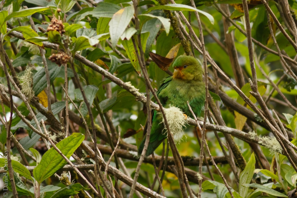 Rufous-fronted Parakeet - ML31312071