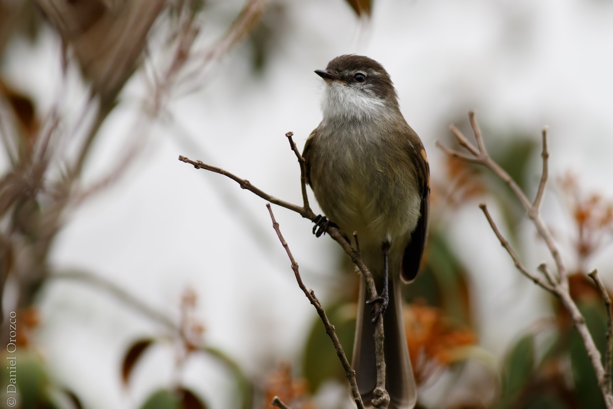 White-throated Tyrannulet - ML31312091