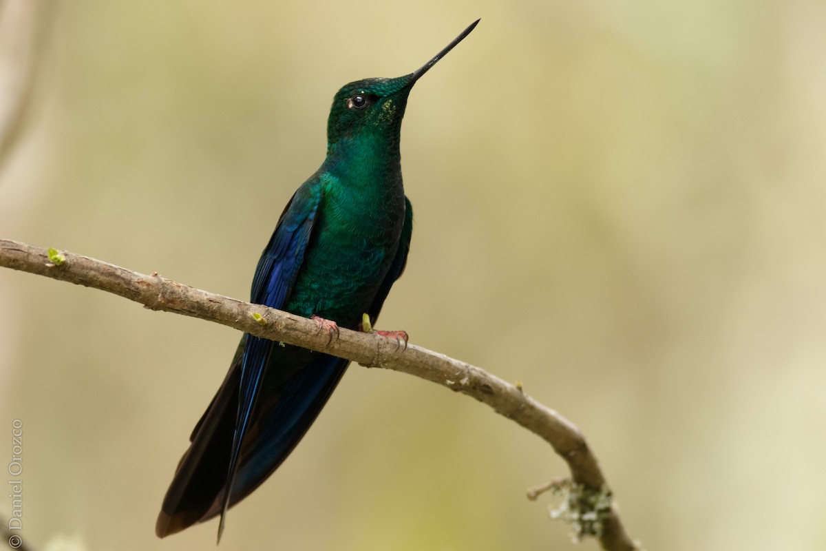 kolibřík modrokřídlý - ML31312141