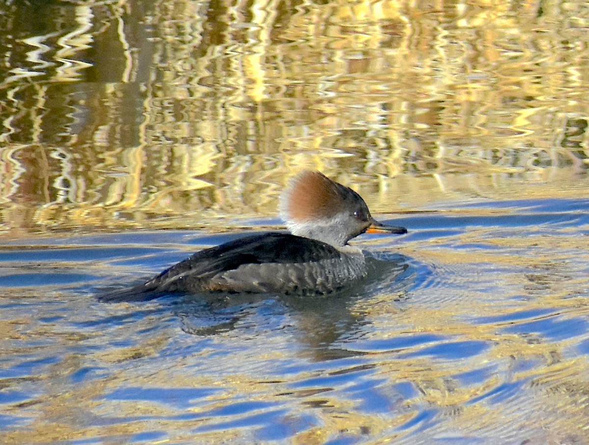 Hooded Merganser - ML313122741