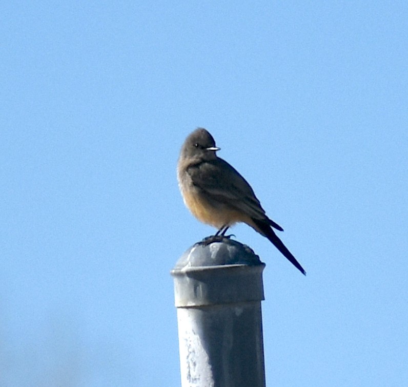 Say's Phoebe - ML313123231