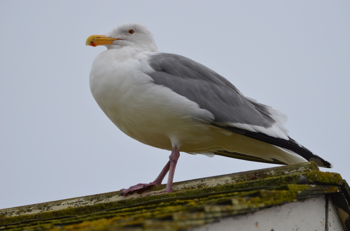 Goéland d'Audubon - ML313124921