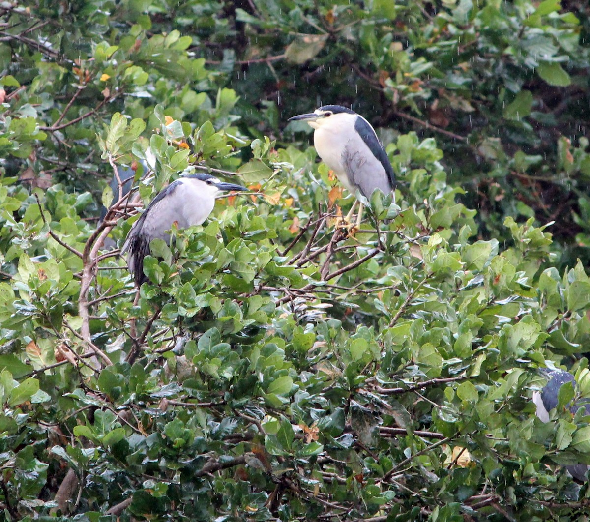 Black-crowned Night Heron - ML313129001