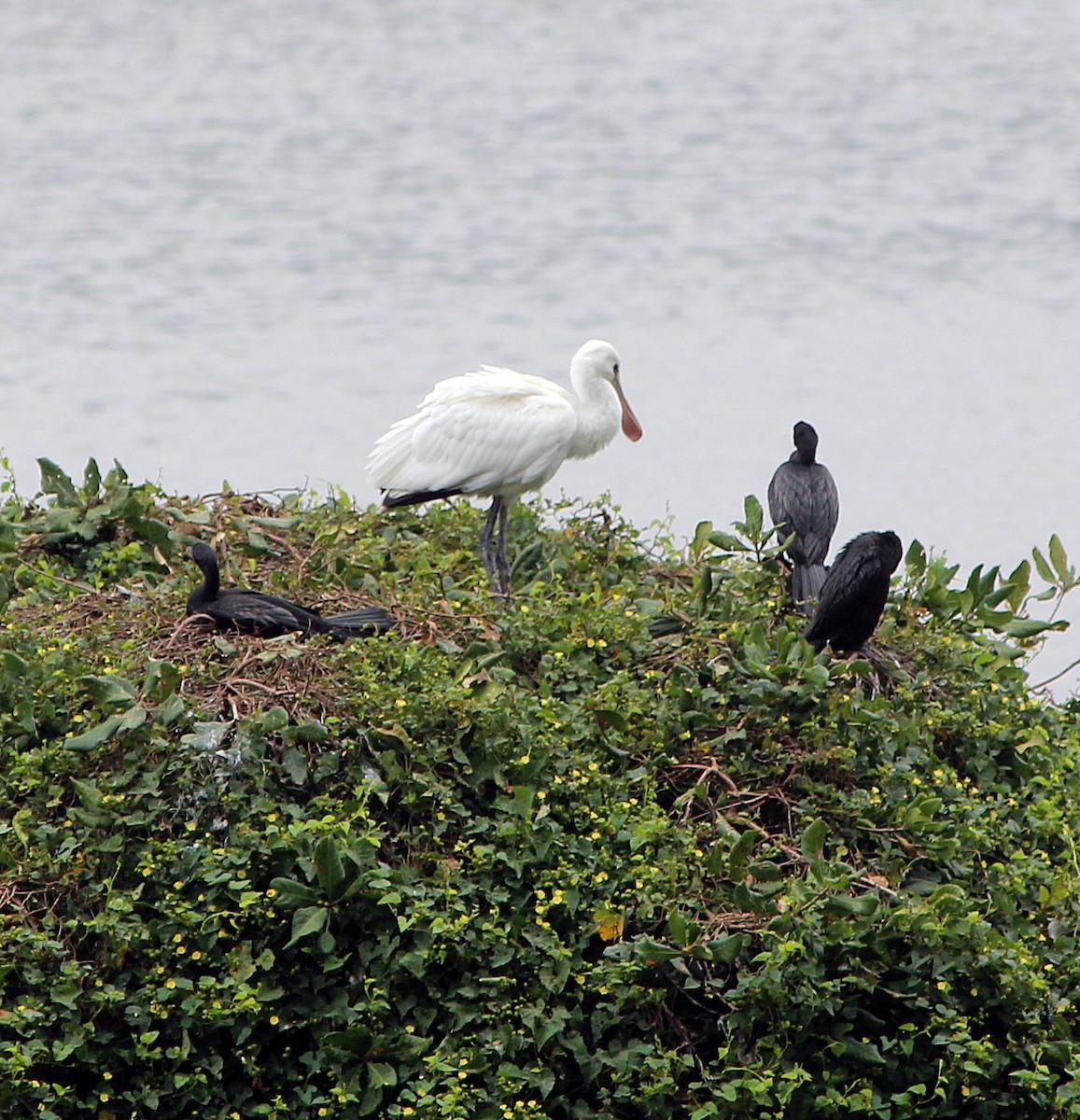 Eurasian Spoonbill - ML313129211