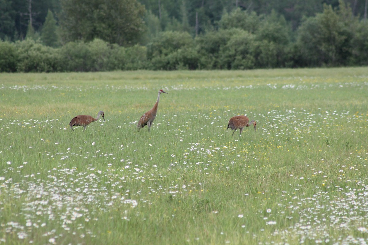 Sandhill Crane - ML313129911