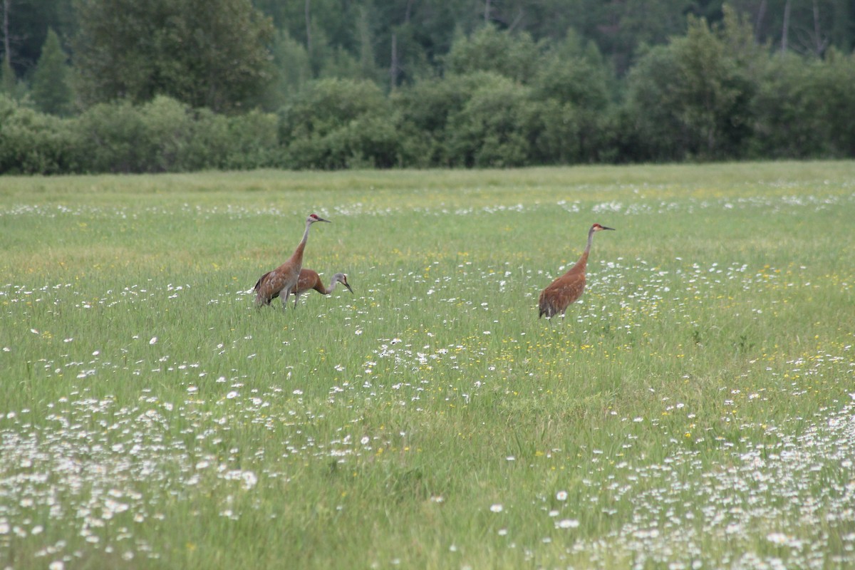 Sandhill Crane - ML313129921