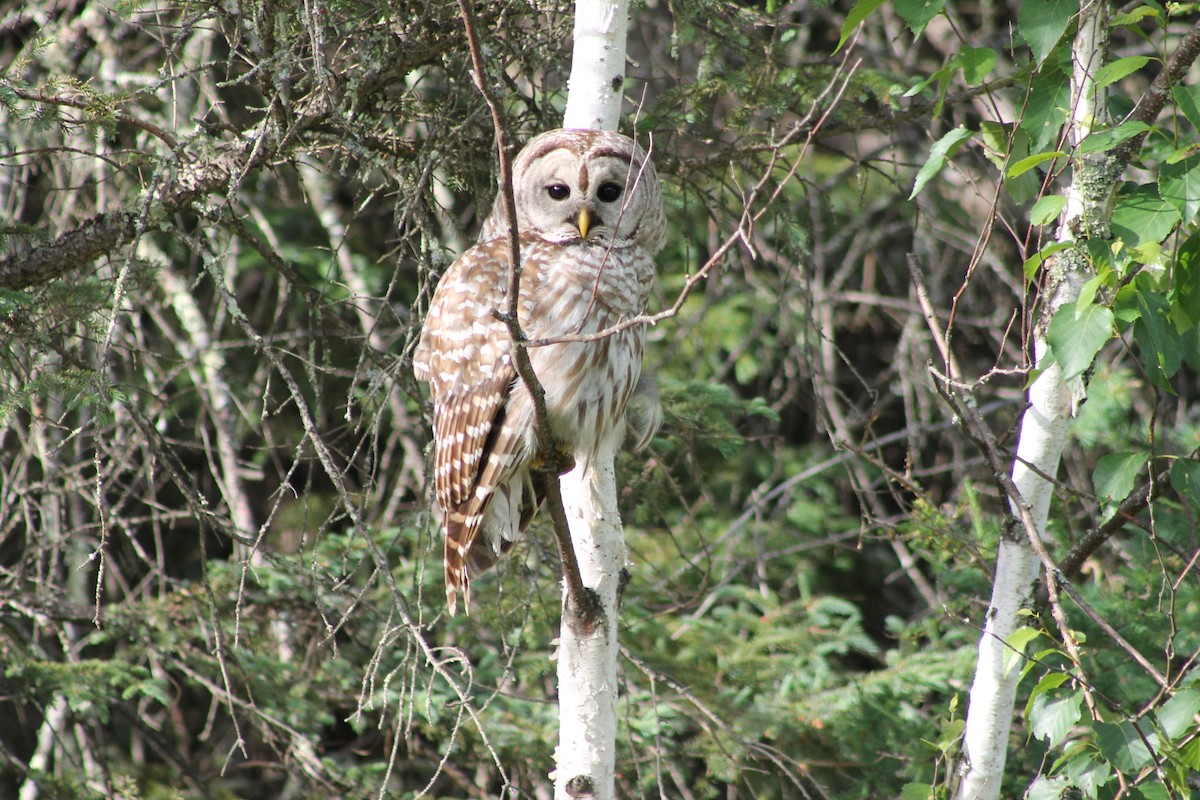 Barred Owl - ML313130051