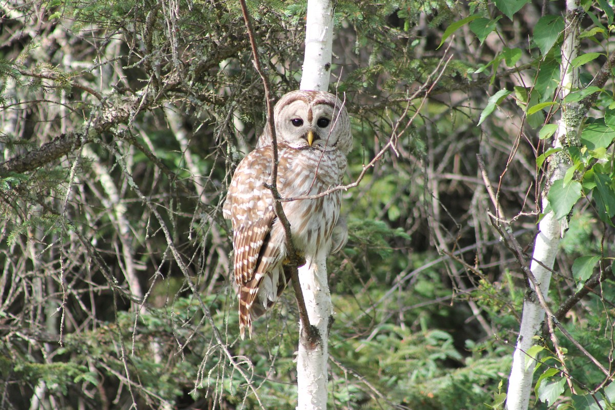 Barred Owl - ML313130061