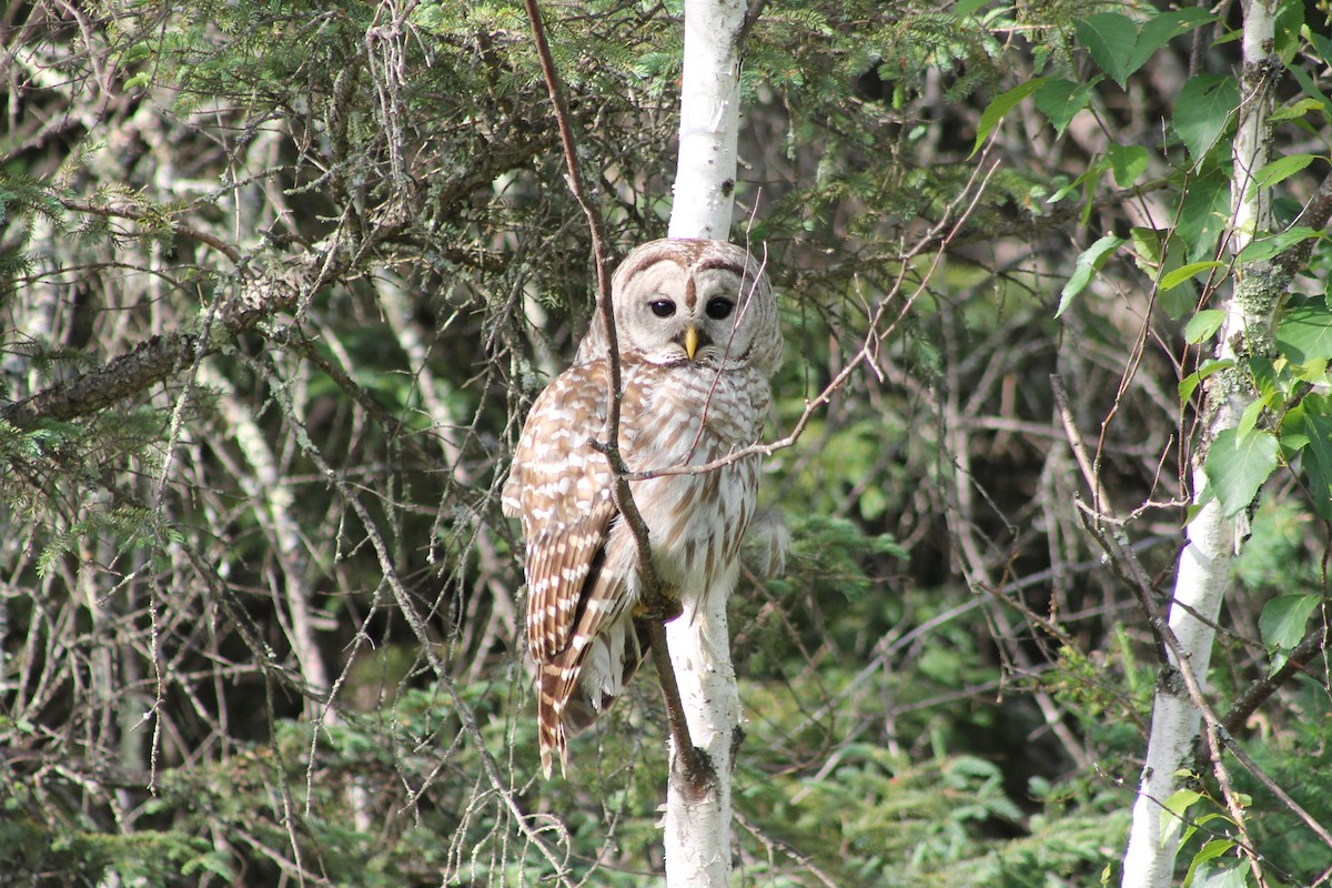 Barred Owl - ML313130071