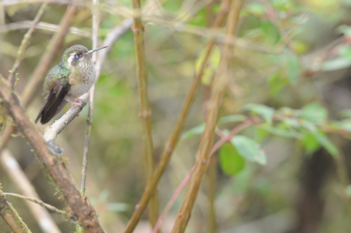 Speckled Hummingbird - Susan Knoerr