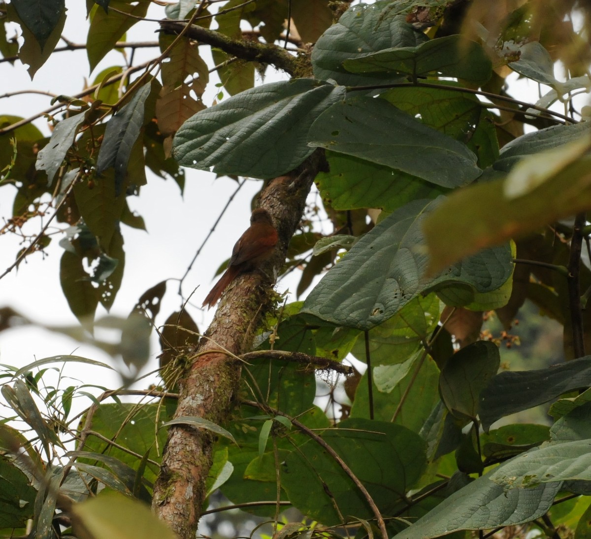 Red-faced Spinetail - ML313132651