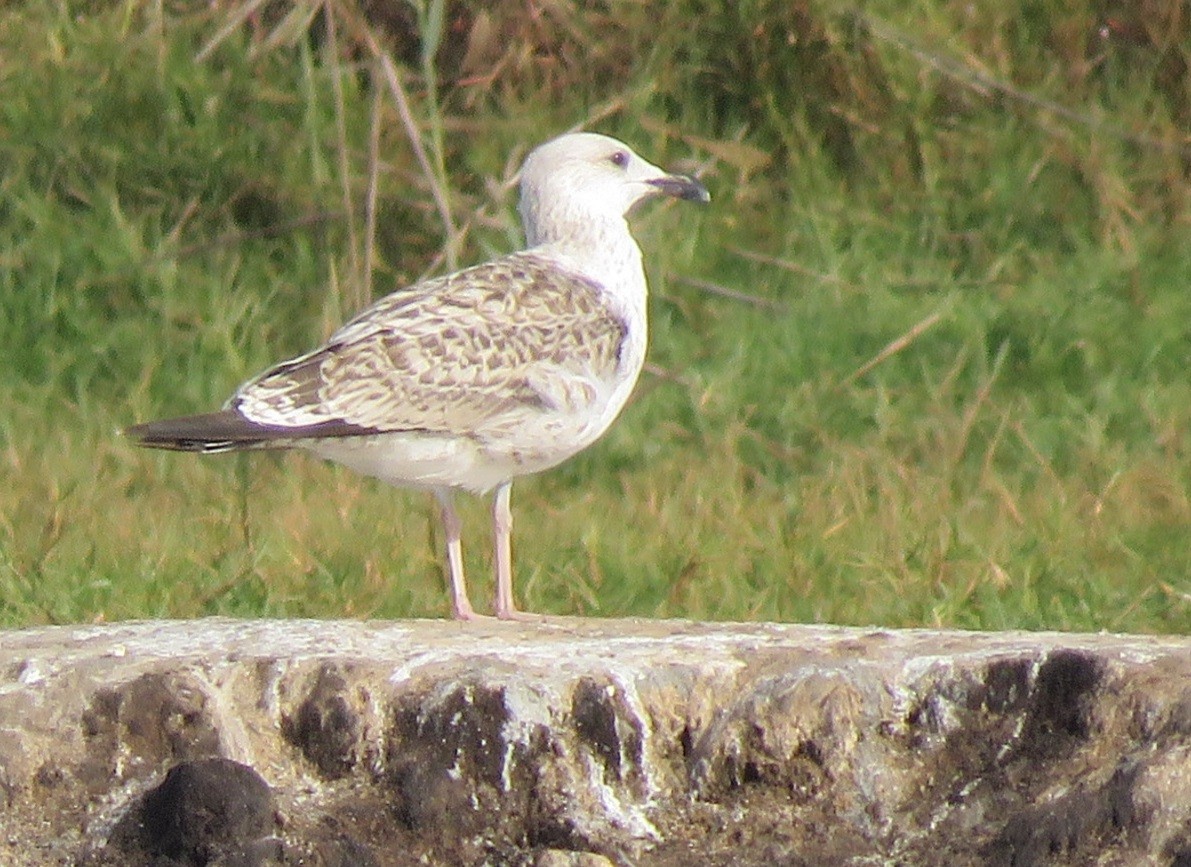 Yellow-legged Gull - ML313135741