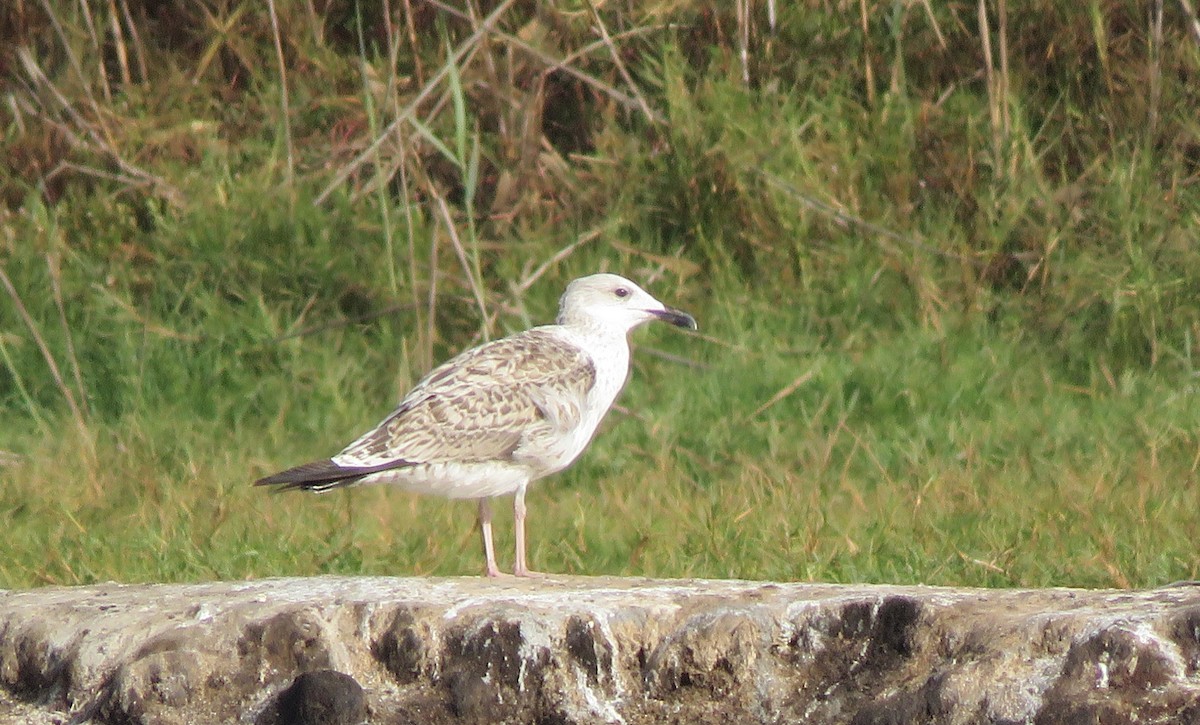 Yellow-legged Gull - ML313135761