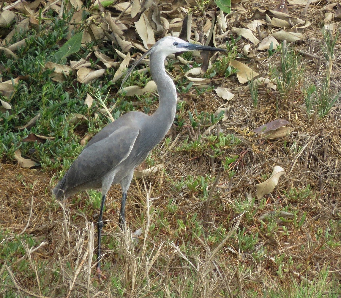 Little Egret x Western Reef-Heron (hybrid) - Bram Piot