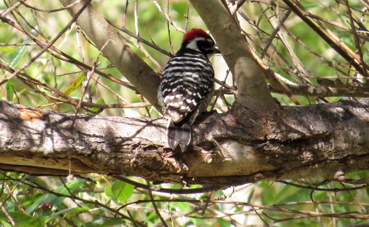 Nuttall's Woodpecker - ML313140021