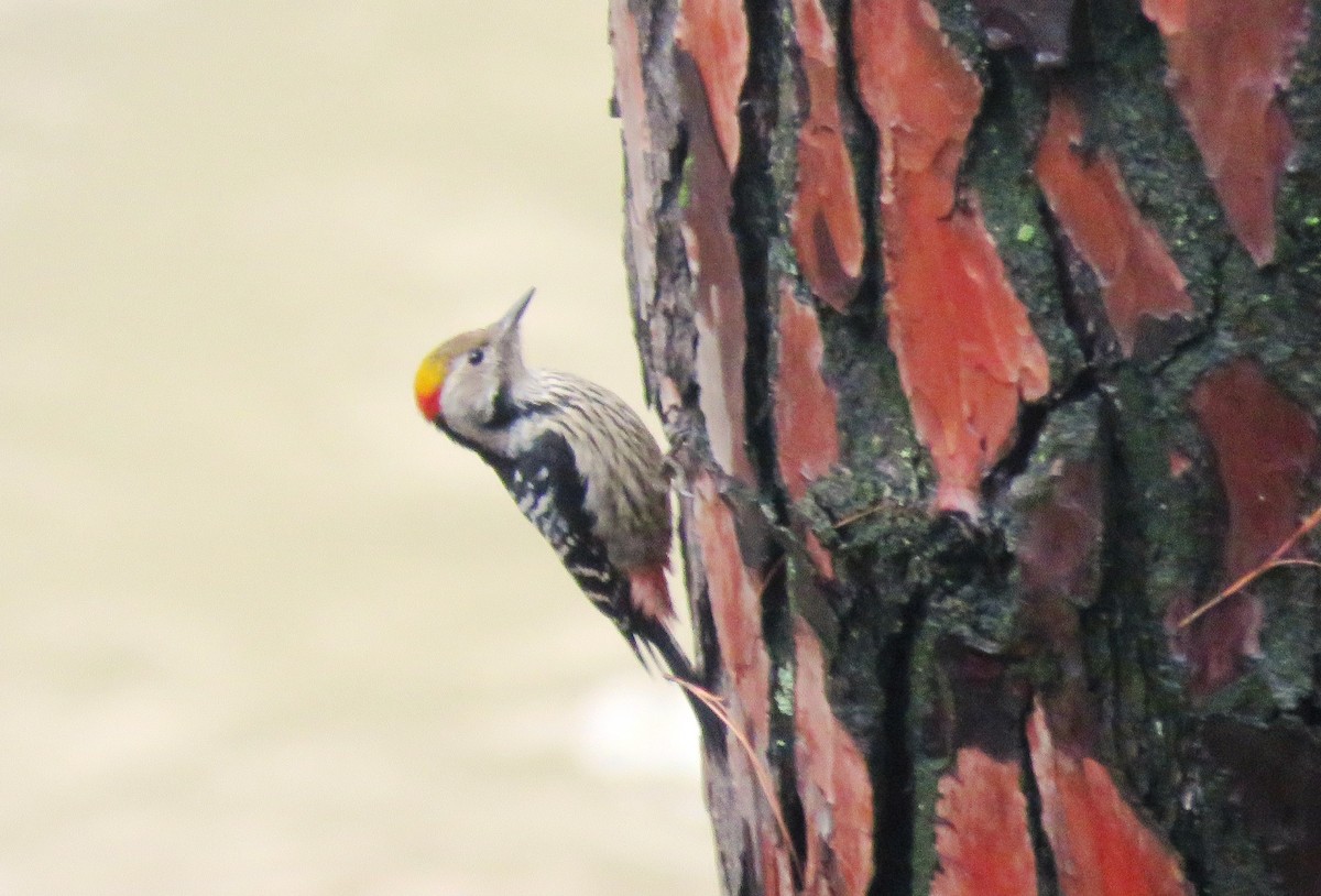 Brown-fronted Woodpecker - ML313142421