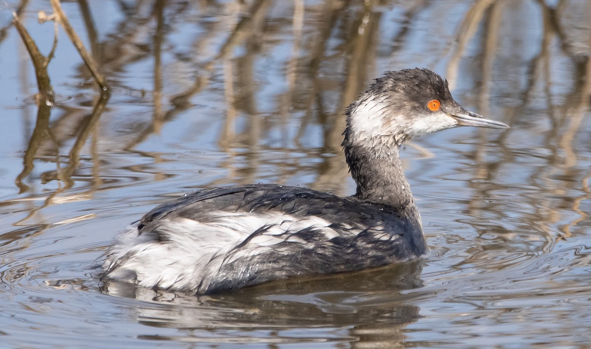 Eared Grebe - ML313142451