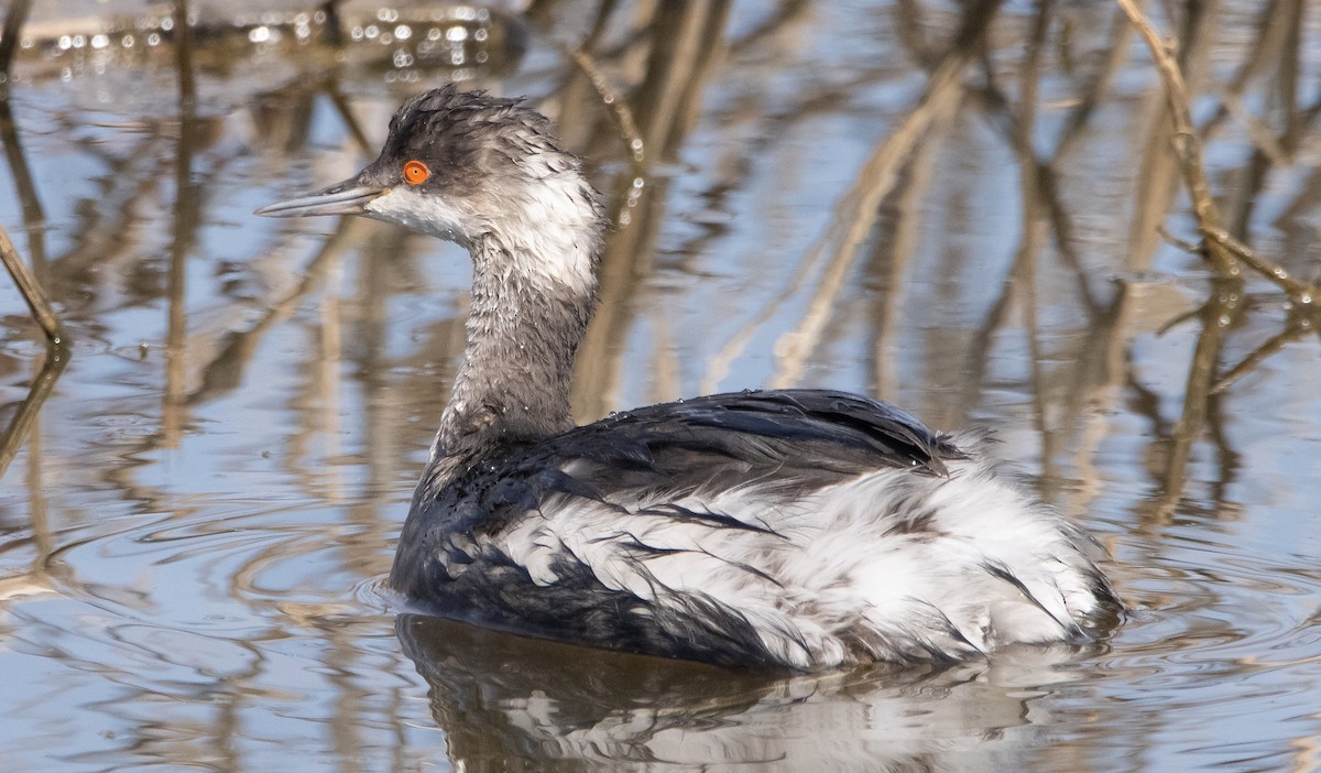 Eared Grebe - Liam Huber