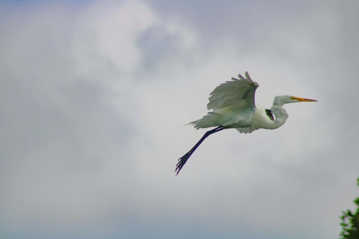 Great Egret - ML313143441