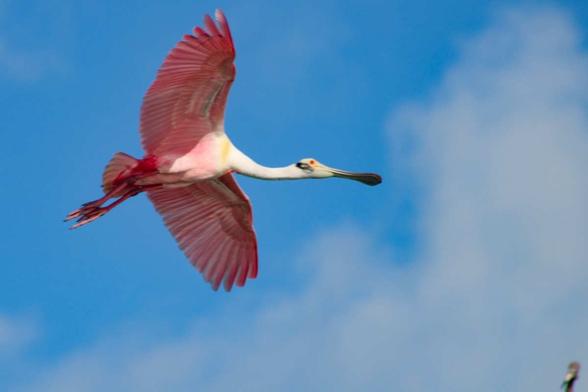 Roseate Spoonbill - ML313143451