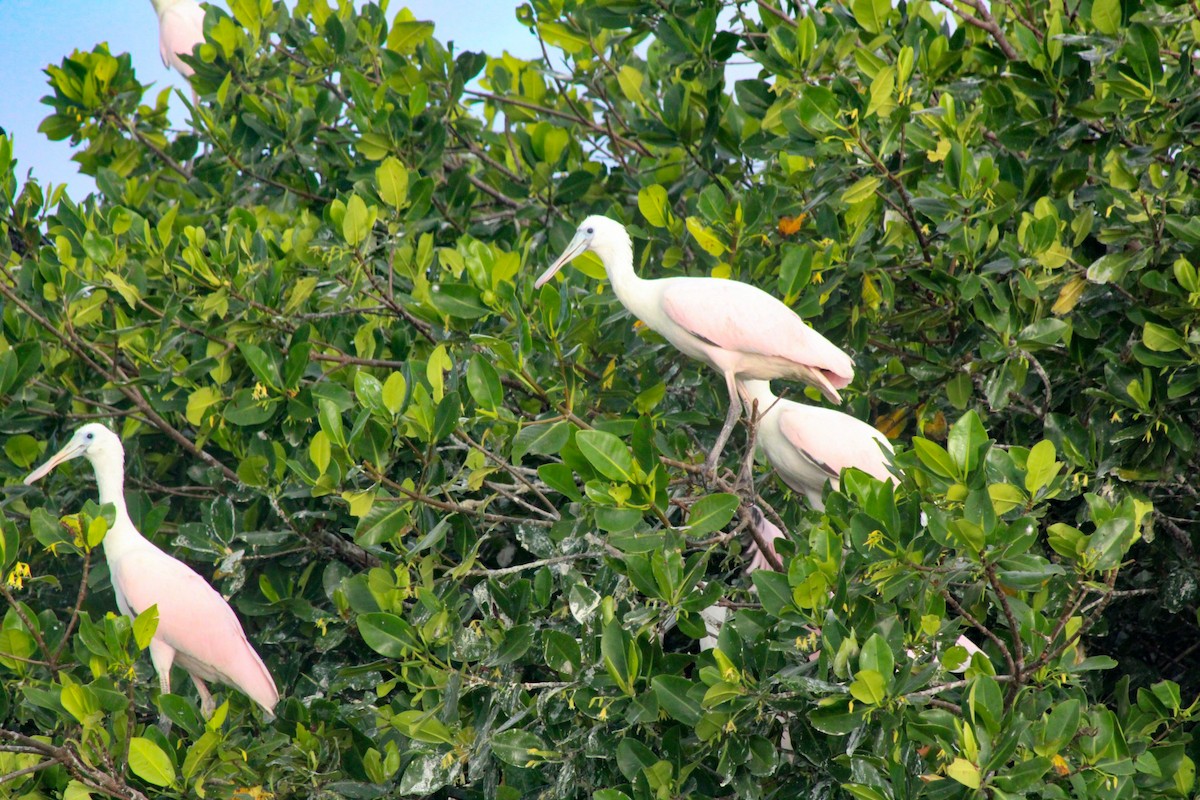 Roseate Spoonbill - ML313143461
