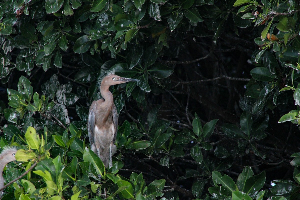 Reddish Egret - ML313143531