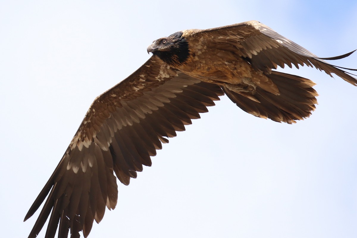 Bearded Vulture - Fikret Ataşalan