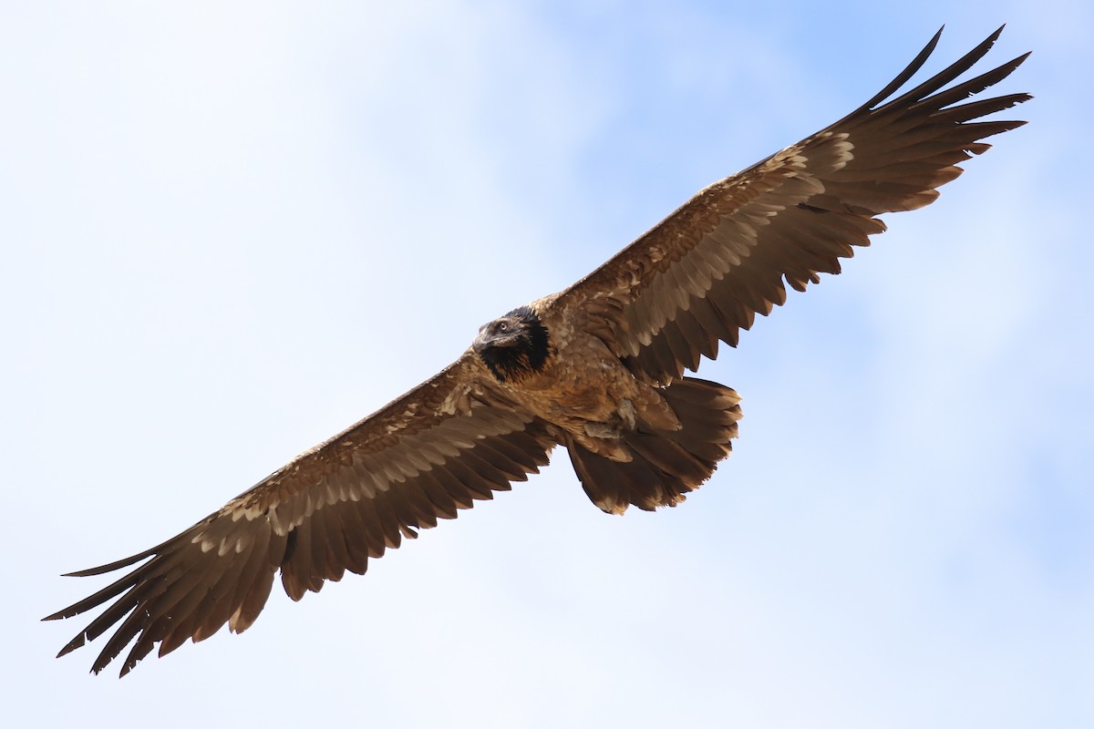 Bearded Vulture - Fikret Ataşalan