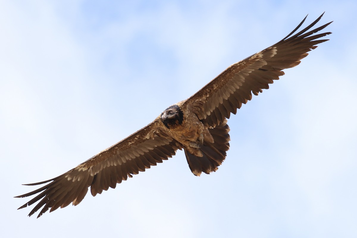 Bearded Vulture - Fikret Ataşalan