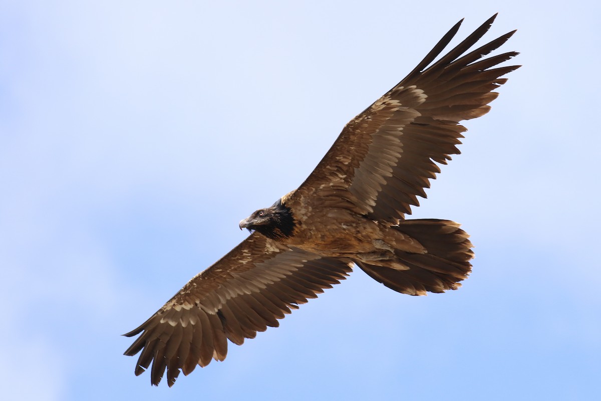 Bearded Vulture - Fikret Ataşalan