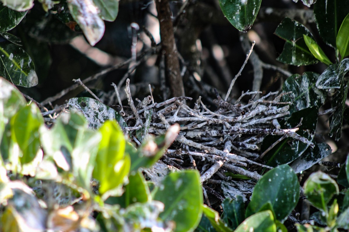 Tricolored Heron - ML313143681