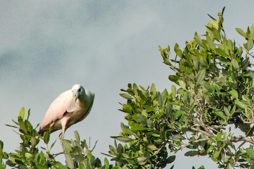 Roseate Spoonbill - ML313144341