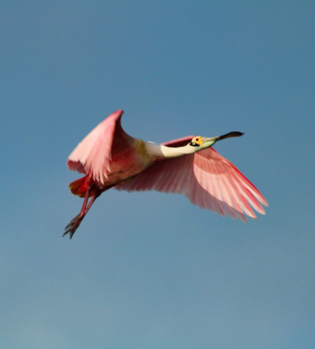 Roseate Spoonbill - ML313144611