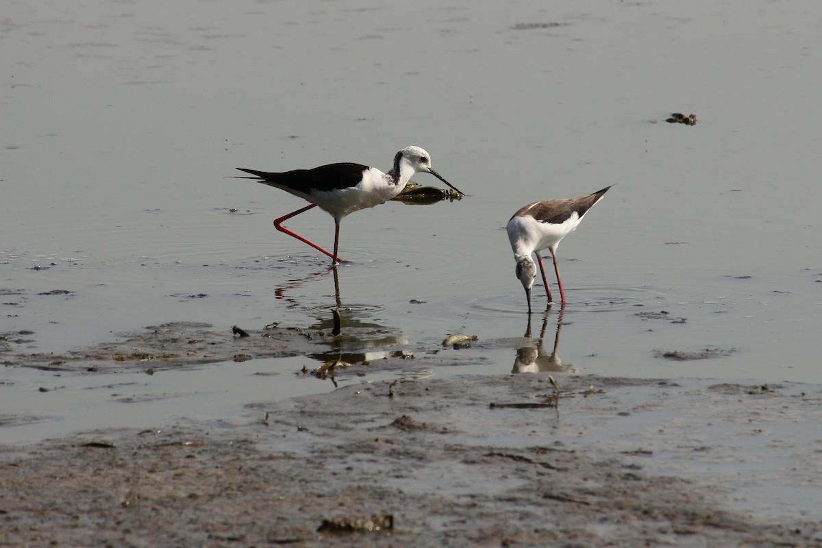 Black-winged Stilt - ML313147751