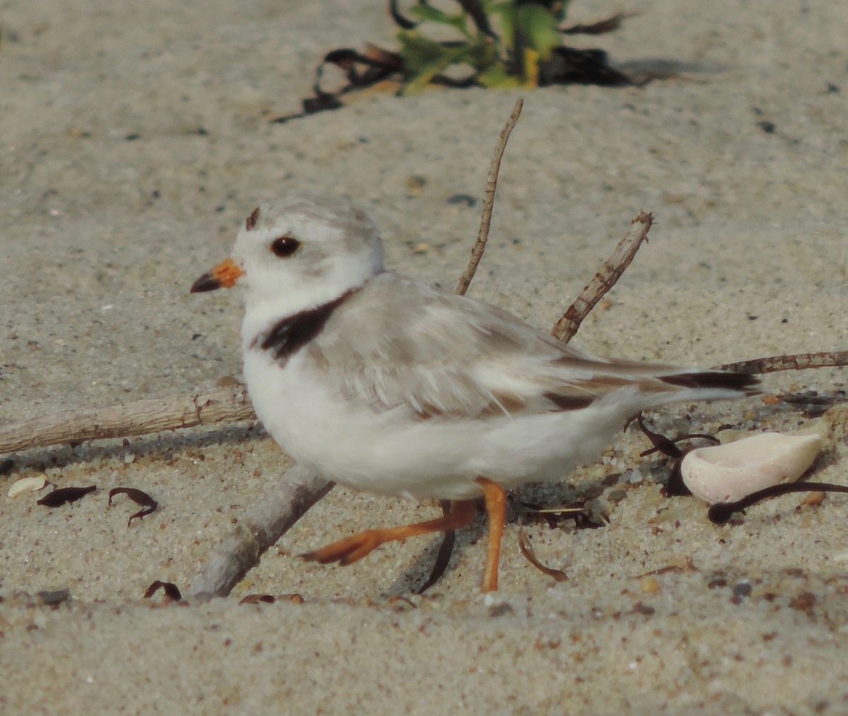 Piping Plover - ML31314931