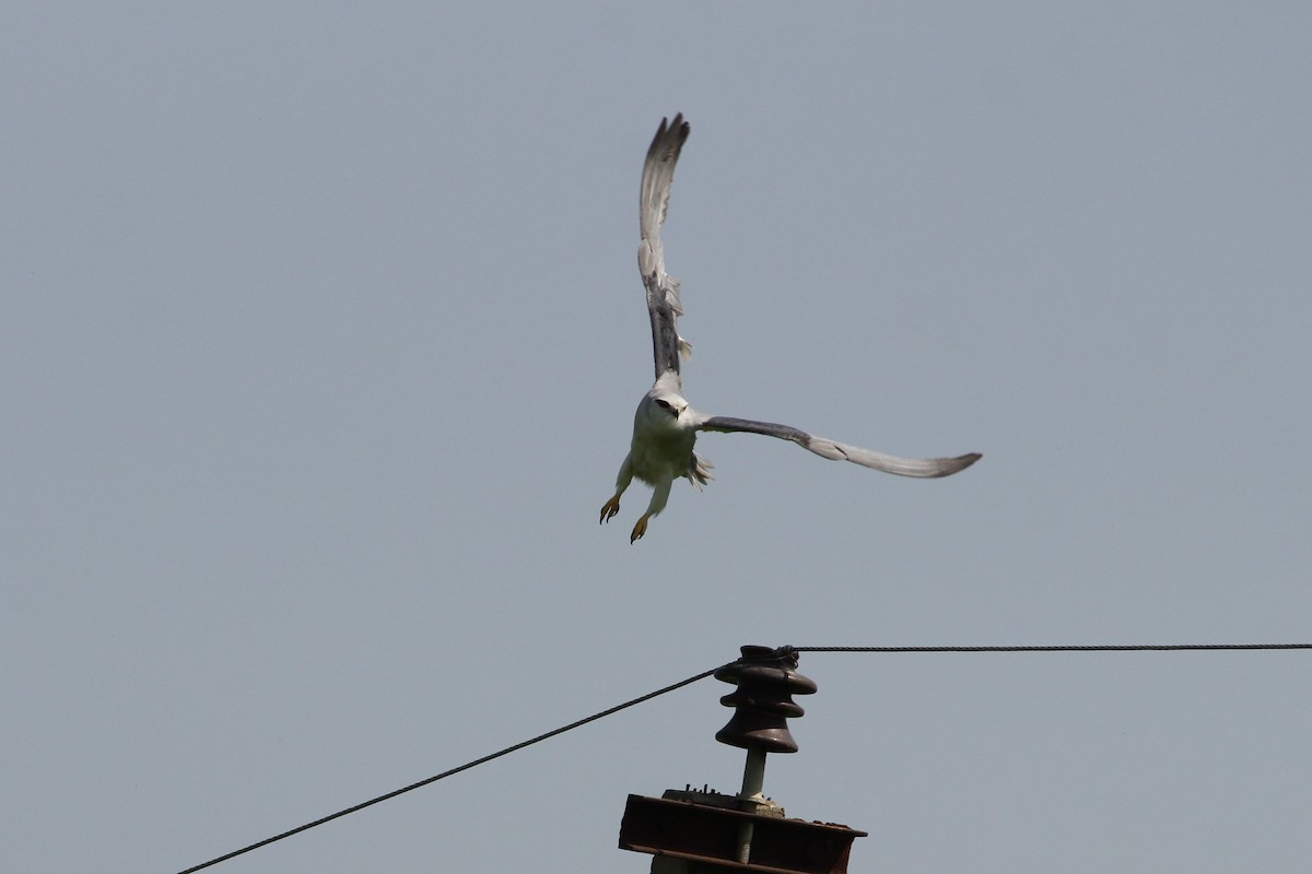 Black-winged Kite - Padma Gyalpo