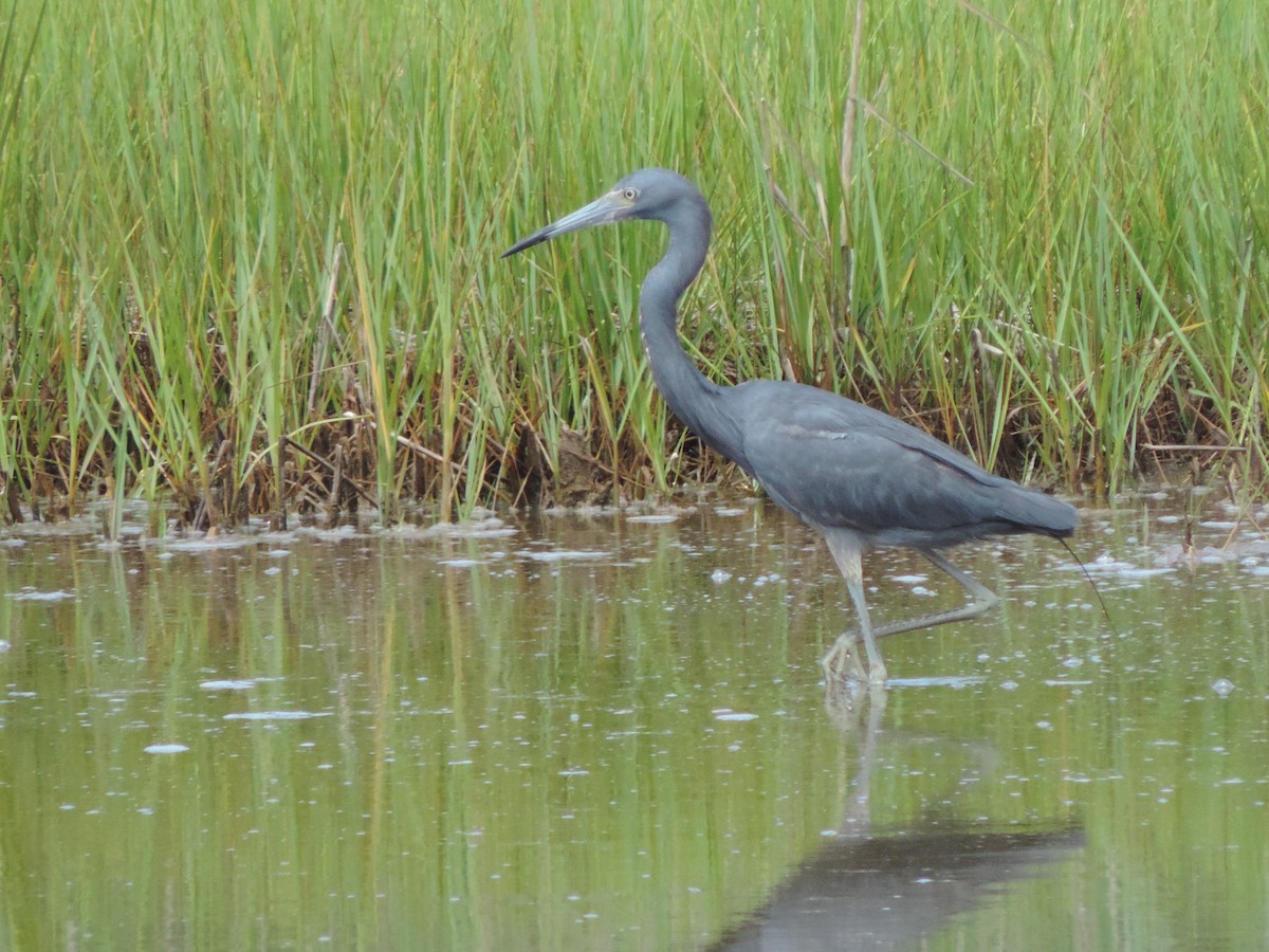 Little Blue x Tricolored Heron (hybrid) - ML31314951