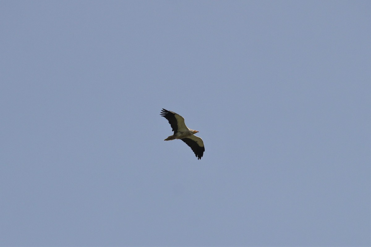 Egyptian Vulture - ML313149511