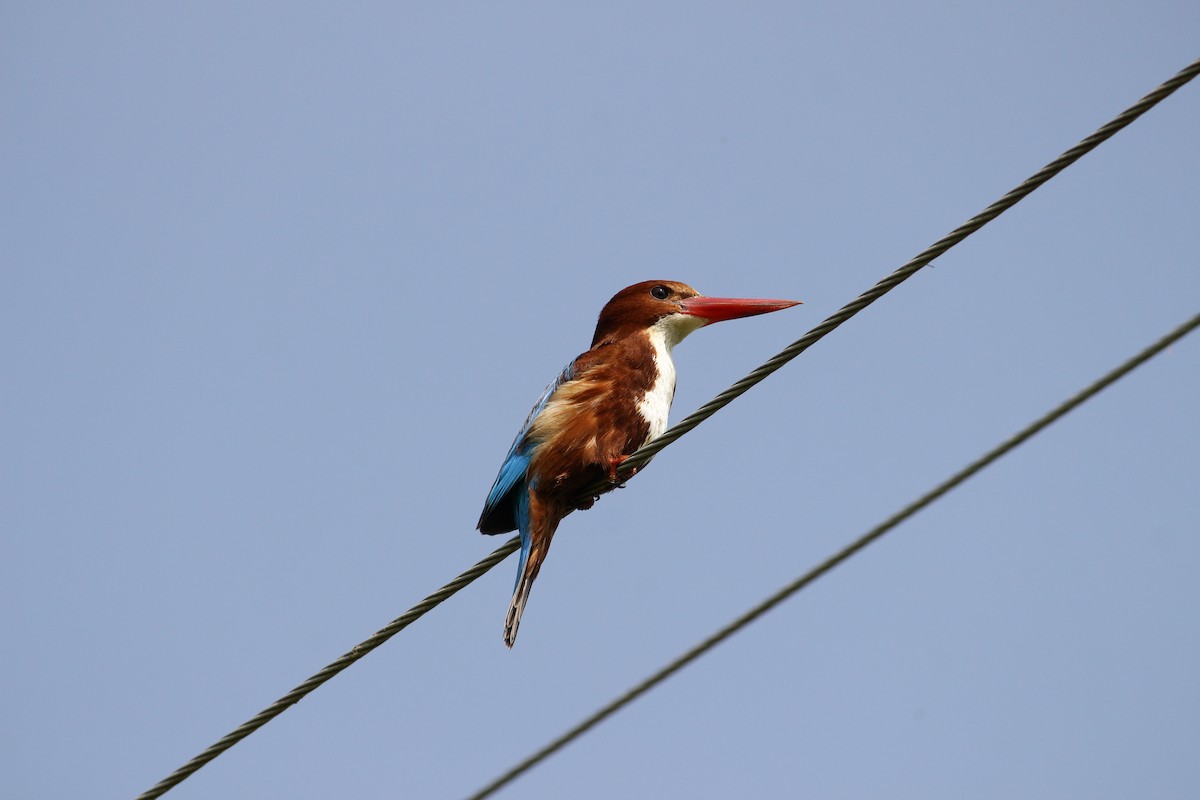 White-throated Kingfisher - ML313150101