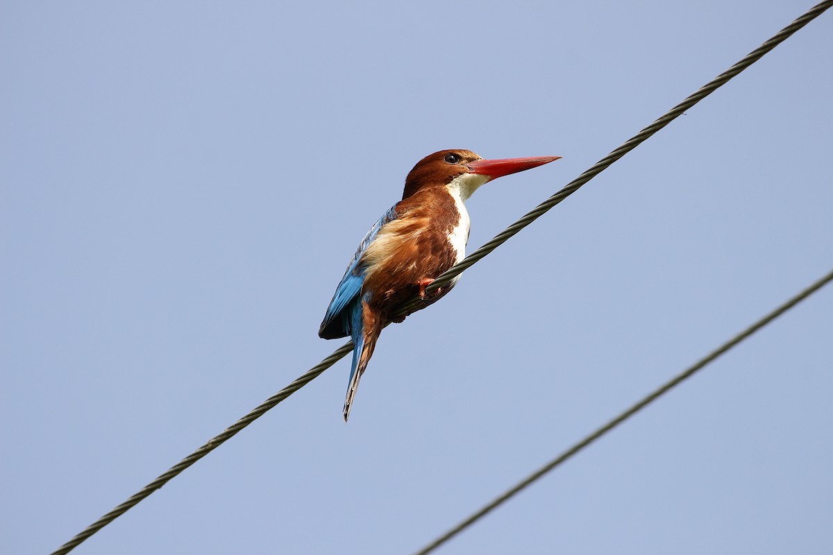 White-throated Kingfisher - ML313150111