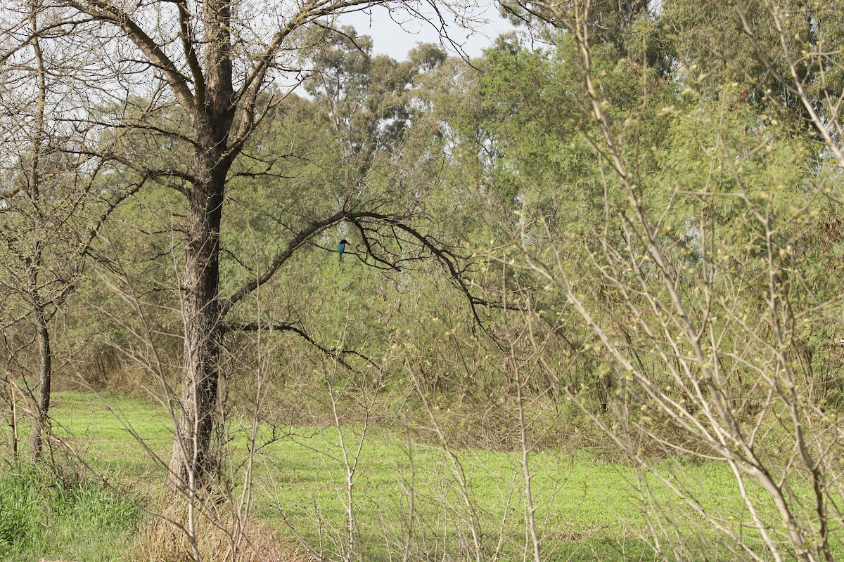 White-throated Kingfisher - ML313150301