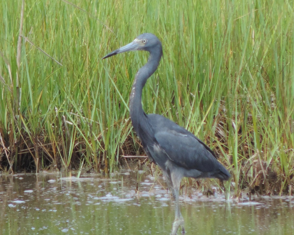 雑種 ヒメアカクロサギ ｘ サンショクサギ - ML31315041