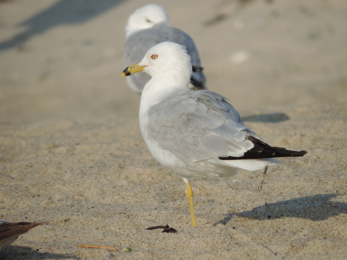 クロワカモメ - ML31315131