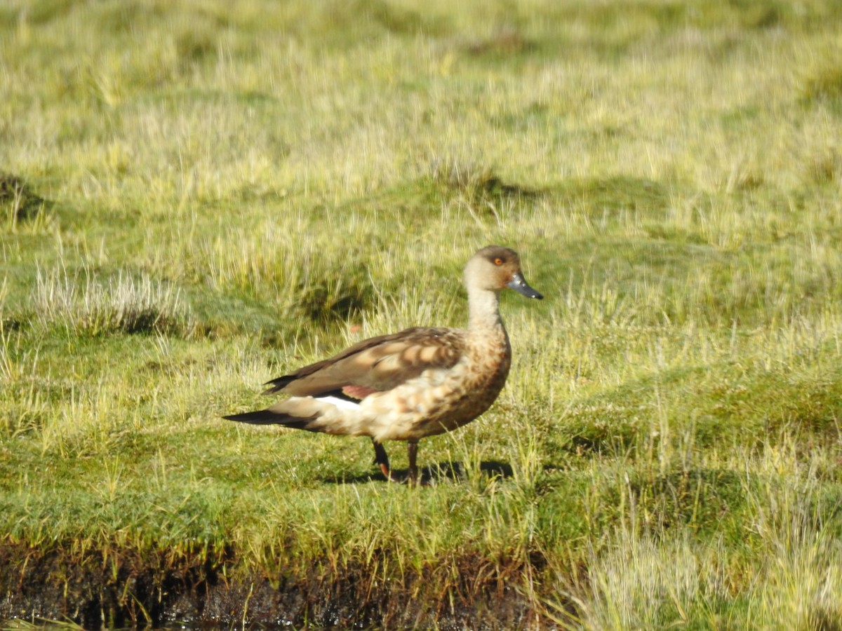 Crested Duck - ML313151441